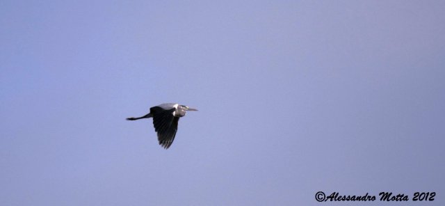 Airone Cenerino